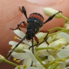 Obrida fascialis at Stromlo, ACT - 4 Jan 2022