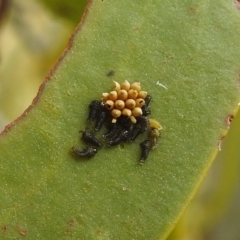 Chrysomelidae sp. (family) (Unidentified Leaf Beetle) at Lions Youth Haven - Westwood Farm A.C.T. - 4 Jan 2022 by HelenCross