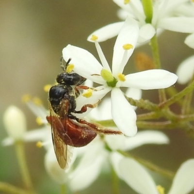 Exoneura sp. (genus) (A reed bee) at Stromlo, ACT - 4 Jan 2022 by HelenCross