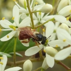 Exoneura sp. (genus) at Stromlo, ACT - 4 Jan 2022