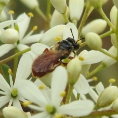 Exoneura sp. (genus) at Stromlo, ACT - 4 Jan 2022