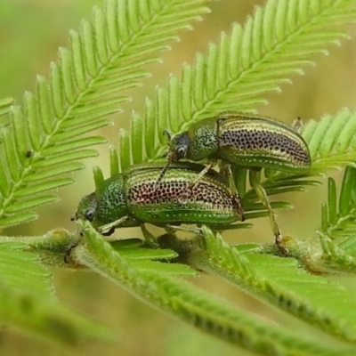 Calomela vittata (Acacia leaf beetle) at Lions Youth Haven - Westwood Farm - 4 Jan 2022 by HelenCross