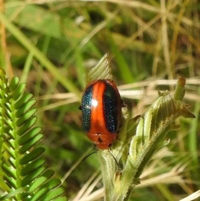 Calomela curtisi (Acacia leaf beetle) at Stromlo, ACT - 4 Jan 2022 by HelenCross