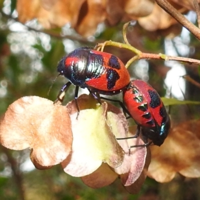 Choerocoris paganus (Ground shield bug) at Lions Youth Haven - Westwood Farm A.C.T. - 4 Jan 2022 by HelenCross