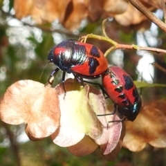 Choerocoris paganus (Ground shield bug) at Stromlo, ACT - 4 Jan 2022 by HelenCross