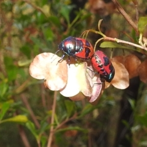 Choerocoris paganus at Stromlo, ACT - 4 Jan 2022