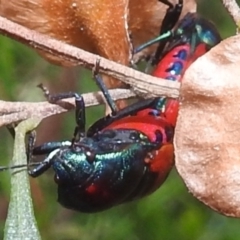 Choerocoris paganus at Stromlo, ACT - 4 Jan 2022