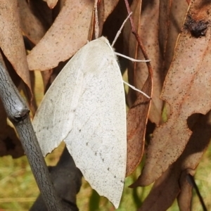 Arhodia lasiocamparia at Kambah, ACT - 4 Jan 2022