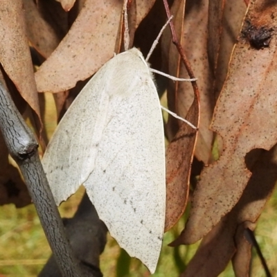 Arhodia lasiocamparia (Pink Arhodia (Oenochrominae)) at Kambah, ACT - 4 Jan 2022 by HelenCross