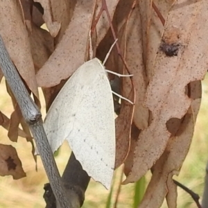 Arhodia lasiocamparia at Kambah, ACT - 4 Jan 2022