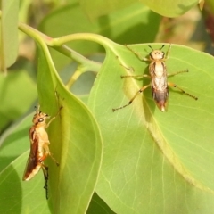 Pseudoperga lewisii (A Sawfly) at Stromlo, ACT - 4 Jan 2022 by HelenCross