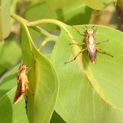 Pseudoperga lewisii (A Sawfly) at Lions Youth Haven - Westwood Farm A.C.T. - 4 Jan 2022 by HelenCross