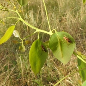 Pseudoperga lewisii at Stromlo, ACT - 4 Jan 2022