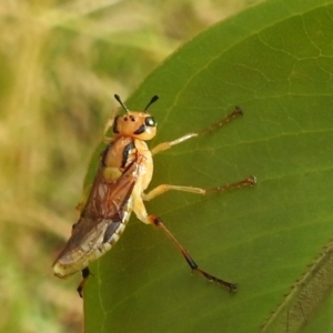 Pseudoperga lewisii at Stromlo, ACT - 4 Jan 2022