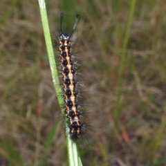 Nyctemera amicus (Senecio Moth, Magpie Moth, Cineraria Moth) at Stromlo, ACT - 24 Jan 2022 by HelenCross