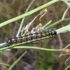 Nyctemera amicus at Stromlo, ACT - 24 Jan 2022