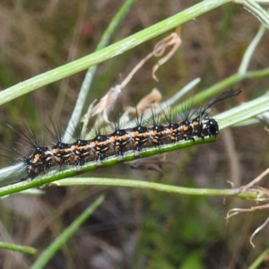 Nyctemera amicus at Stromlo, ACT - 24 Jan 2022