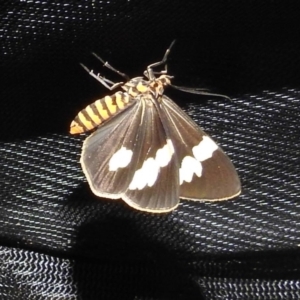 Nyctemera amicus at Stromlo, ACT - 24 Jan 2022