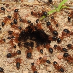 Camponotus consobrinus (Banded sugar ant) at Lions Youth Haven - Westwood Farm A.C.T. - 4 Jan 2022 by HelenCross