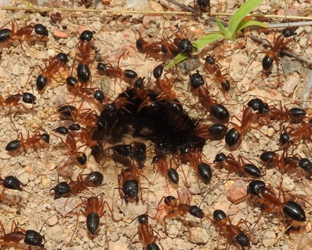 Camponotus consobrinus at Stromlo, ACT - 4 Jan 2022