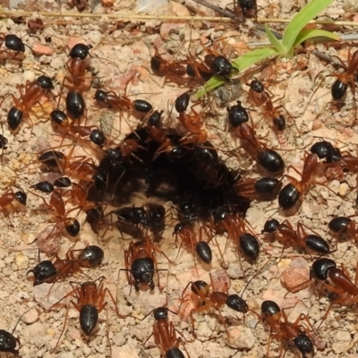 Camponotus consobrinus (Banded sugar ant) at Lions Youth Haven - Westwood Farm - 4 Jan 2022 by HelenCross
