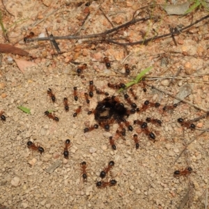 Camponotus consobrinus at Stromlo, ACT - 4 Jan 2022 06:51 PM