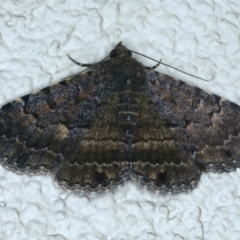 Diatenes aglossoides (An Erebid Moth) at Ainslie, ACT - 3 Jan 2022 by jb2602