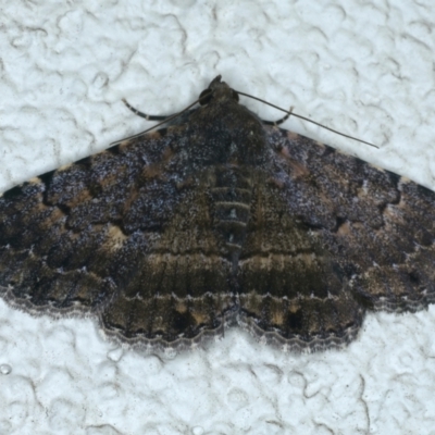 Diatenes aglossoides (An Erebid Moth) at Ainslie, ACT - 3 Jan 2022 by jbromilow50
