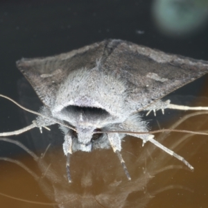 Pantydia diemeni at Ainslie, ACT - 3 Jan 2022 09:55 PM