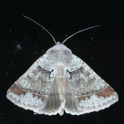 Pantydia sparsa (Noctuid Moth) at Ainslie, ACT - 2 Jan 2022 by jb2602