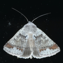 Pantydia sparsa (Noctuid Moth) at Ainslie, ACT - 2 Jan 2022 by jbromilow50