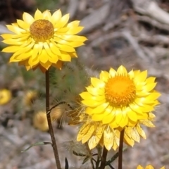 Xerochrysum viscosum (Sticky Everlasting) at Mullion, NSW - 2 Jan 2022 by drakes