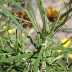 Xerochrysum viscosum at Mullion, NSW - 3 Jan 2022