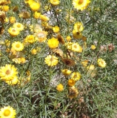 Xerochrysum viscosum at Mullion, NSW - 3 Jan 2022