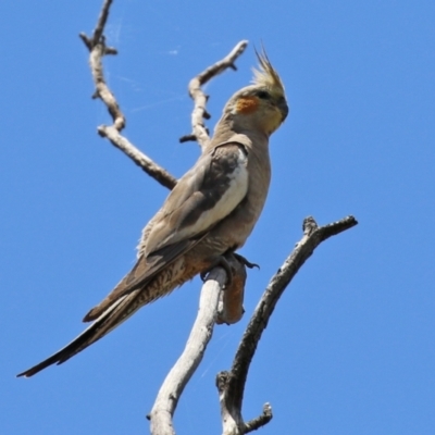 Nymphicus hollandicus (Cockatiel) at Campbell Park Woodland - 4 Jan 2022 by RodDeb