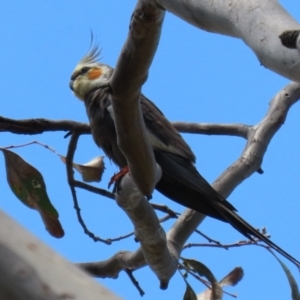 Nymphicus hollandicus at Pialligo, ACT - 4 Jan 2022