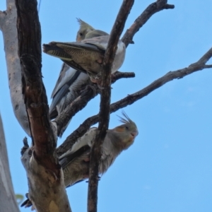 Nymphicus hollandicus at Pialligo, ACT - 4 Jan 2022