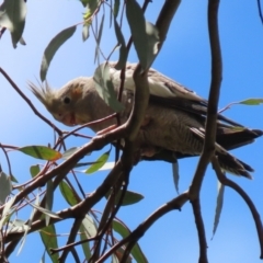 Nymphicus hollandicus at Pialligo, ACT - 4 Jan 2022 12:36 PM