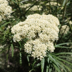 Cassinia longifolia (Shiny Cassinia, Cauliflower Bush) at Mullion, NSW - 3 Jan 2022 by drakes