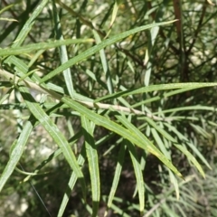 Cassinia longifolia at Mullion, NSW - 3 Jan 2022