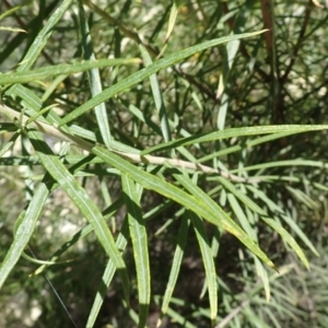 Cassinia longifolia at Mullion, NSW - 3 Jan 2022