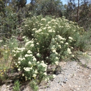 Cassinia longifolia at Mullion, NSW - 3 Jan 2022