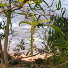 Anax papuensis (Australian Emperor) at Albury, NSW - 18 Dec 2021 by ClaireSee