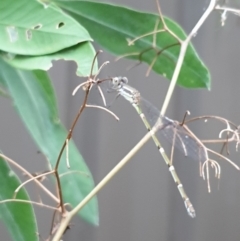 Austrolestes leda (Wandering Ringtail) at Albury - 4 Jan 2022 by ClaireSee