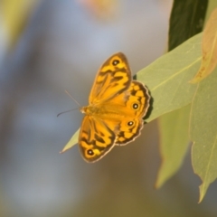 Heteronympha merope (Common Brown Butterfly) at The Pinnacle - 3 Jan 2022 by Amy