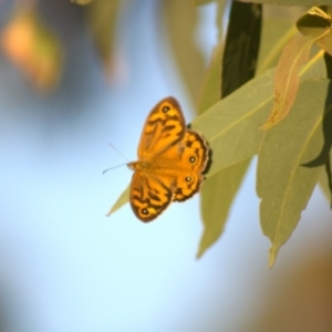 Heteronympha merope at Hawker, ACT - 3 Jan 2022 08:00 PM