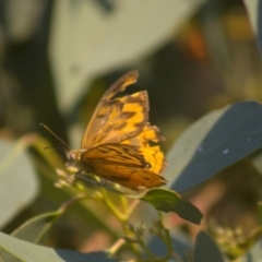 Heteronympha merope at Hawker, ACT - 3 Jan 2022 08:00 PM