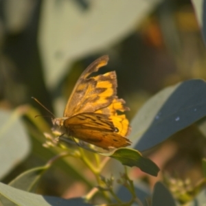 Heteronympha merope at Hawker, ACT - 3 Jan 2022 08:00 PM