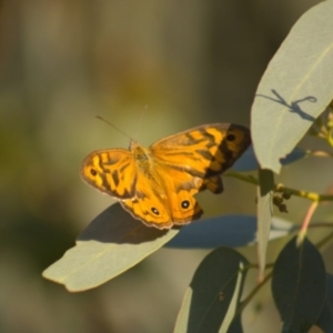 Heteronympha merope at Hawker, ACT - 3 Jan 2022 08:00 PM