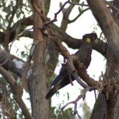 Calyptorhynchus funereus (Yellow-tailed Black-Cockatoo) at Hawker, ACT - 3 Jan 2022 by Amy